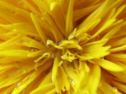 Water droplets fall on Sunflower Stock Footage