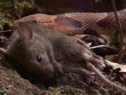 Extreme Close Up - Snake grips dead rodent /  Stock Footage