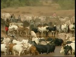 Samburu and cattle, zoom out to WA, Kenya Stock Footage