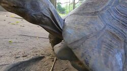 Turtle - Stock video hd Stock Footage