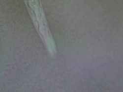 Caenorhabditis elegans (C.elegans) feeding on lawn of bacteria ( Escherischia coli OP50 ) Stock Footage