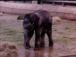 BABY ELEPHANT News Clip