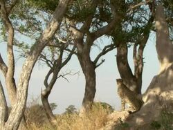 MS TD Shot of cheetah sitting on termite mound observing surroundings / Okavango Delta, North-West District, Botswana Stock Footage