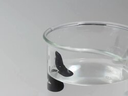 Leech in laboratory glass HD Stock Footage