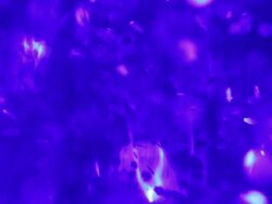 Blue Defocused Particles Stock Footage