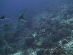 Shoal of Barracuda Stock Footage