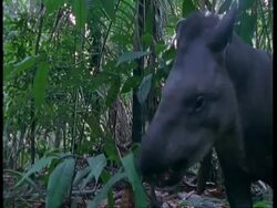 CU Tapir feeding on leaves and sniffing around, South America Stock Footage