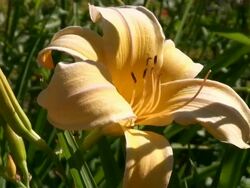 CU Bloom yellow lily flower / Koblenz, Rhineland-Palatinate, Germany Stock Footage