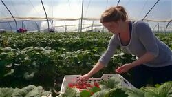 Female farm worker picks strawberries in poly tunnel during harvest. Stock Footage