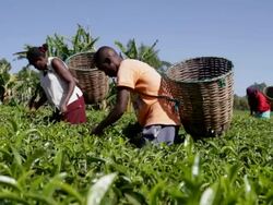 Kenya, Meru, agriculture, farmers picking tea leaves Stock Footage
