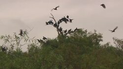 Vultures flock to a barren tree in the Everglades. Stock Footage