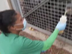 Veterinarian gives juice and vitamins to chimpanzees Stock Footage