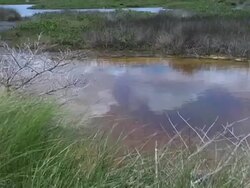 Wetlands Pond Stock Footage