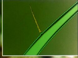 Venus Fly Trap graphics, UK Stock Footage