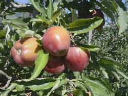 CU Shot of red apples on tree / Merano, Trentino, Tyrol, Italy Stock Footage