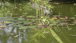 Portugal Aï¿½ores Sï¿½o Miguel lake Stock Footage