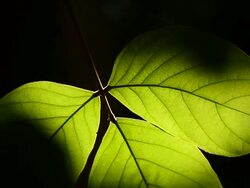 HD:Green leaves Nature background leaf with light at sunshine time Stock Footage