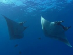 Manta Rays Mexico  Stock Footage