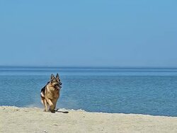 WS PAN TU SLO MO German Shepherd, Male catching frisbee on beach / Caen, Normandy, France Stock Footage