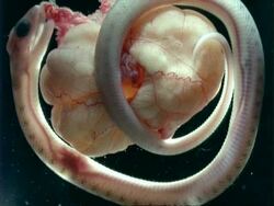 CU 2 week old Grass Snake embryo Stock Footage