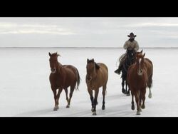 Slow motion of horses running. Stock Footage