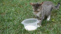 Kitty Pet Animal Drinking Milk Stock Footage