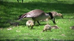 Impronta Instructional Video