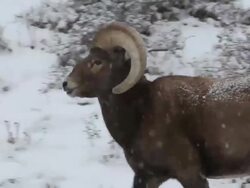 CU TS Shot of bighorn ram walking during snow storm / Estes Park, Colorado, United States Stock Footage