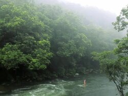 Tropical rain falling in the forests around Mossman Gorge, Daintree National Park nr Cairns, Queensland, Australia Stock Footage