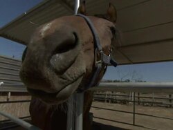Medium hand-held - A racehorse stands in a stall. / California, USA Stock Footage