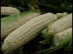 Organic White Corn, Sweet-corn, Maize Stock Footage