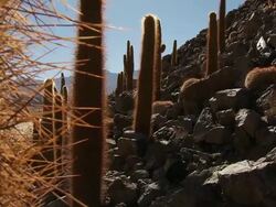 CU TU Shot of Cardon Grande Cactus, Echinopsis species in Atacama desert / San Pedro de Atacama, Norte Grande, Chile Stock Footage