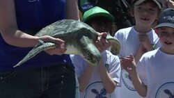 VOICED : Liberacion de tortugas en Montevideo News Clip