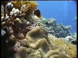 Clarks Clownfish and Tomato Clownfish swimming by Anemone, divers in the background, Sabah, Malaysia Stock Footage