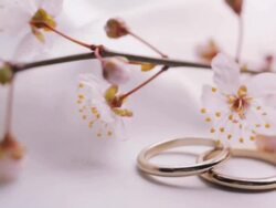 Wedding Rings Stock Footage