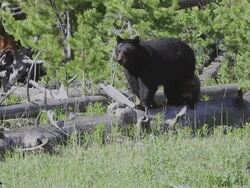MS Shot of black bear with two cubs walking in forest / Yellowstone, Wyoming, United States Stock Footage