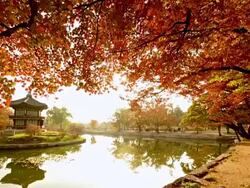 MS T/L ZI Shot of Hyangwonjeong Pavilion in Gyeongbokgung Royal Palace in autumn / Seoul, South Korea Stock Footage