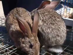 few rabbits in the market Stock Footage