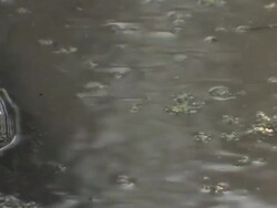 Close Up pan-left - Water ripples in swamp scum around the head of an alligator in Florida. / Florida, USA Stock Footage