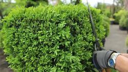 Gardening/Trimming Stock Footage