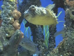 Mangrove community 1 Stock Footage