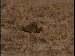 MS Pan right, Sand grouse walking along ground, feeding, Gujarat, India Stock Footage