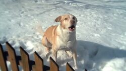 Barking dog in snow at fence - original speed Stock Footage