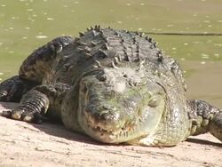 CU, Honduras, Crocodile lying on riverbank Stock Footage