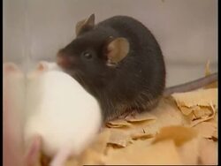 KENYA: MICE &amp; HUMAN DNA News Clip