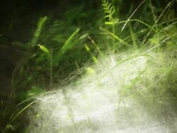 Spider web Stock Footage