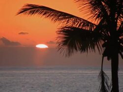 Palm Tree at Sunset Stock Footage