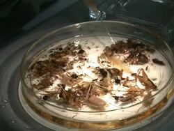 Petri dish with sample of jungle insects, Danum Valley, Sabah, Malaysia, Borneo Stock Footage