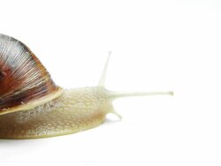 Snail on white background Stock Footage