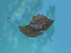 Leaf 3 Stock Footage